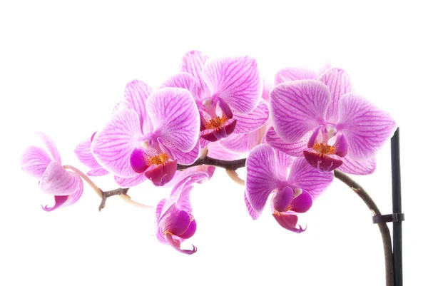 Orquídea rosa no pote no fundo branco . — Fotografia de Stock