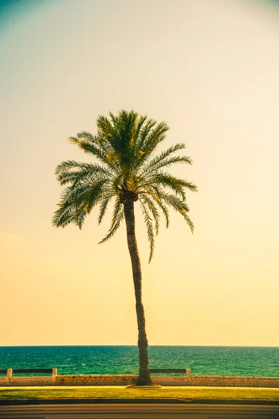 Φοινικόδεντρα κατά μήκος της ακτής σε Πάλμα ντε Μαγιόρκα — Φωτογραφία Αρχείου