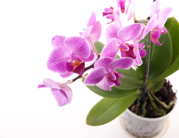 Orquídea rosa no pote no fundo branco . — Fotografia de Stock