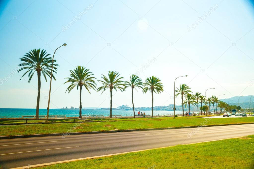 Palm trees along the coast in Palma de Mallorca