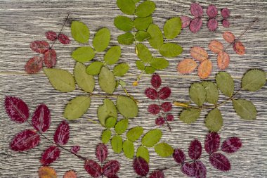 arka plan doku. tahta üzerinde yapraklar fotoğrafı.