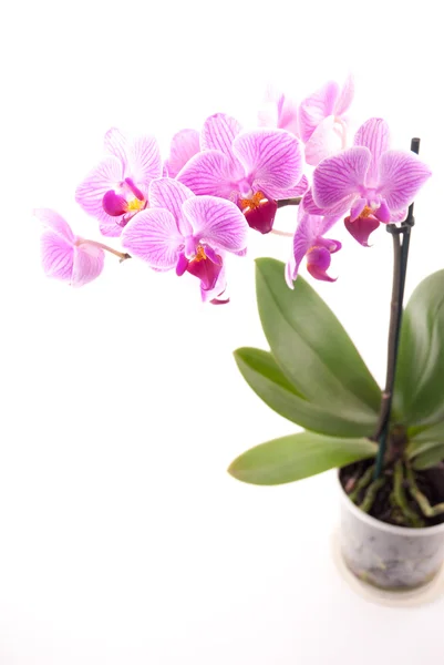 Rosa Orchidee im Topf auf weißem Hintergrund. — Stockfoto