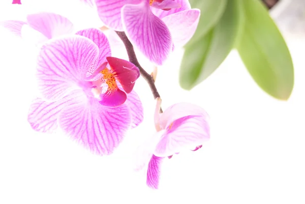 Orquídea rosa no pote no fundo branco . — Fotografia de Stock