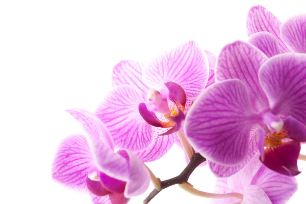 Pink orchid i kruka på vit bakgrund. — Stockfoto