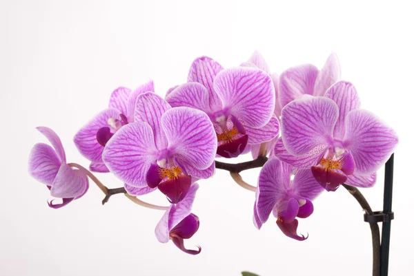 Orquídea rosa no pote no fundo branco . — Fotografia de Stock