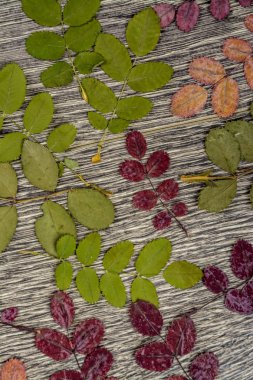 arka plan doku. tahta üzerinde yapraklar fotoğrafı.