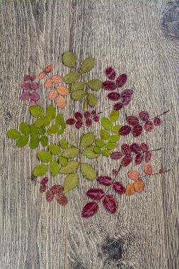 arka plan doku. tahta üzerinde yapraklar fotoğrafı.