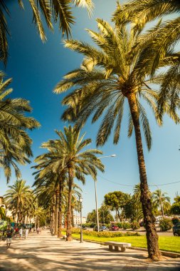 Palma de Mallorca'da palmiye ağaçları