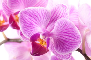 Beyaz zemin üzerine tencerede pembe orkide.