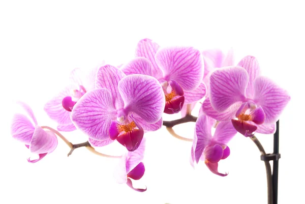 Orquídea rosa no pote no fundo branco . — Fotografia de Stock