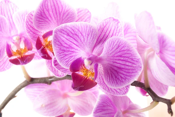 Orquídea rosa no pote no fundo branco . — Fotografia de Stock
