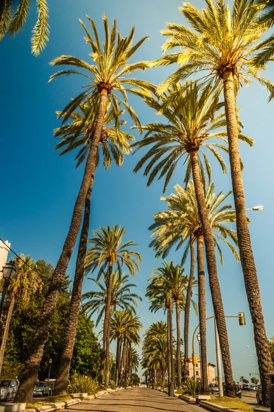 Пальмы Пальма-де-Майорки — стоковое фото