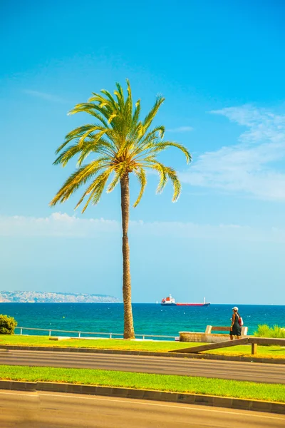 パルマ ・ デ ・ マリョルカで海岸沿いのヤシの木 — ストック写真