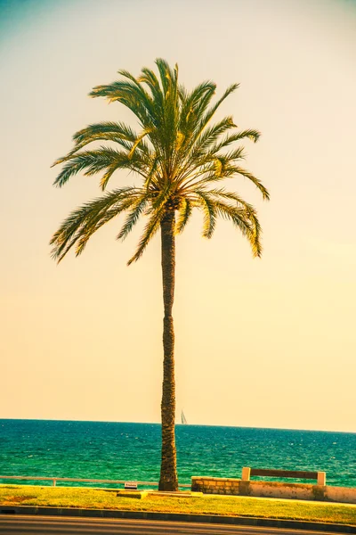 Palmeiras ao longo da costa em Palma de Maiorca — Fotografia de Stock