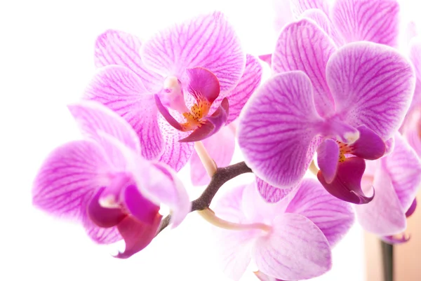 Orquídea rosa no pote no fundo branco . — Fotografia de Stock