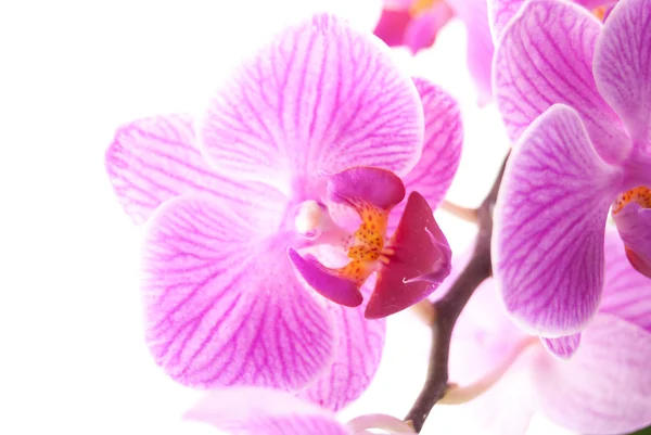 Pink orchid i kruka på vit bakgrund. — Stockfoto