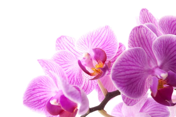 Růžová orchidej v hrnci na bílém pozadí. — Stock fotografie