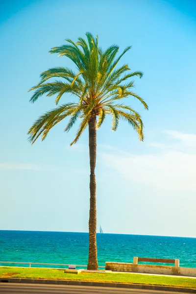 Palm trees along the coast in Palma de Mallorca — Stock Photo, Image