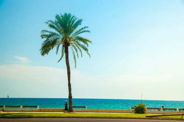 Palm trees along the coast in Palma de Mallorca — Stock Photo, Image