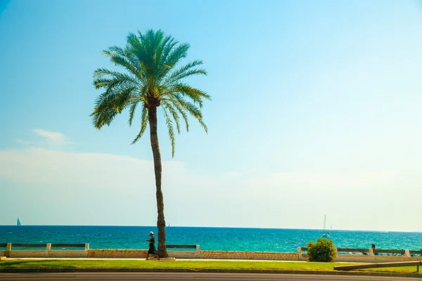 Palma de Mallorca'da sahilinde palmiye ağaçları — Stok fotoğraf