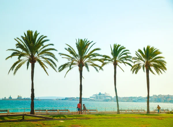 Palmen entlang der Küste in Palma de Mallorca — Stockfoto