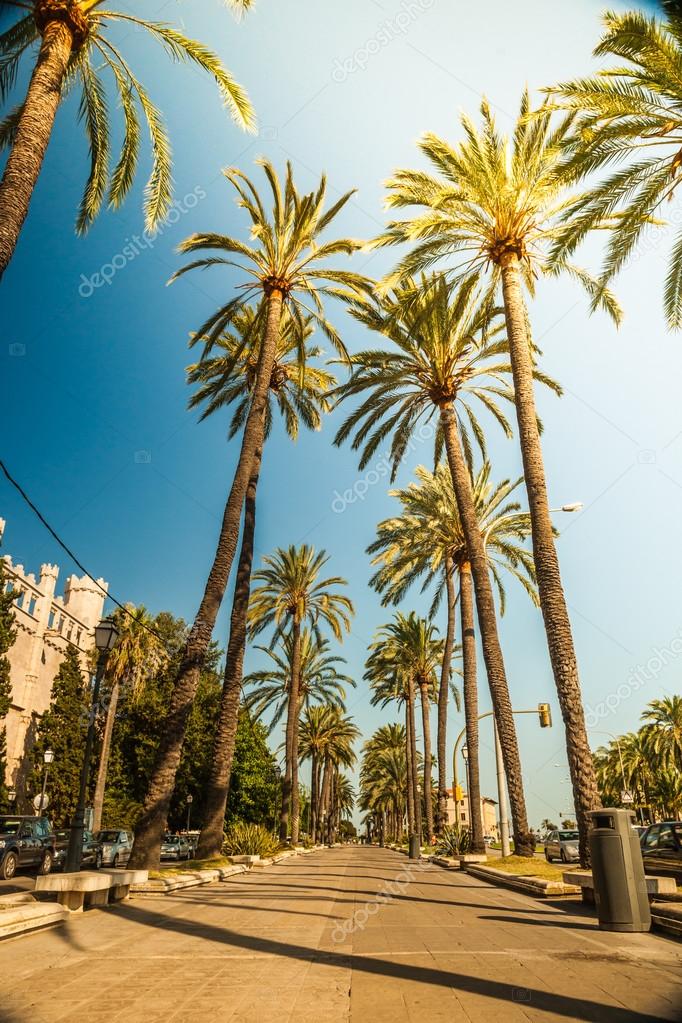 Palm trees in Palma de Mallorca