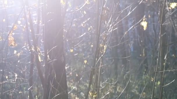 Bosque en otoño con luz del atardecer — Vídeos de Stock