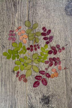 arka plan doku. tahta üzerinde yapraklar fotoğrafı.