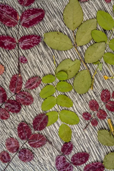 Texture di sfondo autunnale. foto di foglie su legno . — Foto Stock
