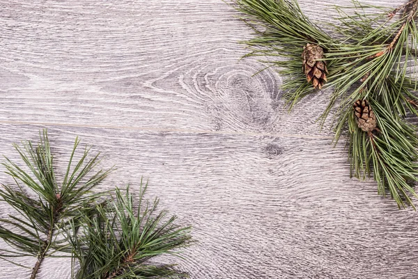 Pohon cemara Natal dengan kerucut — Stok Foto