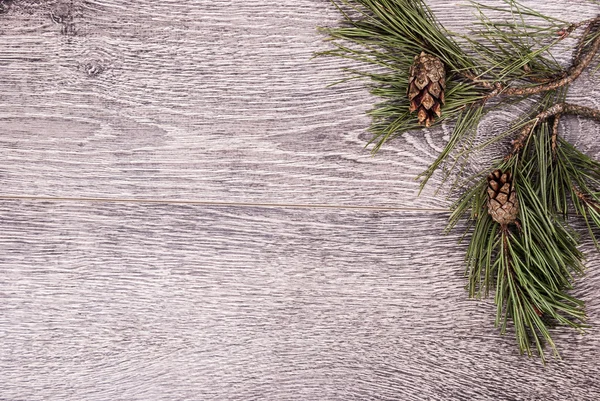 Fir kerstboom met kegels — Stockfoto