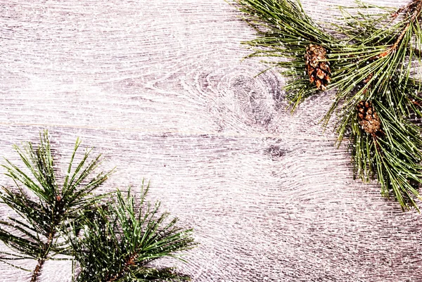 Pohon cemara Natal dengan kerucut — Stok Foto
