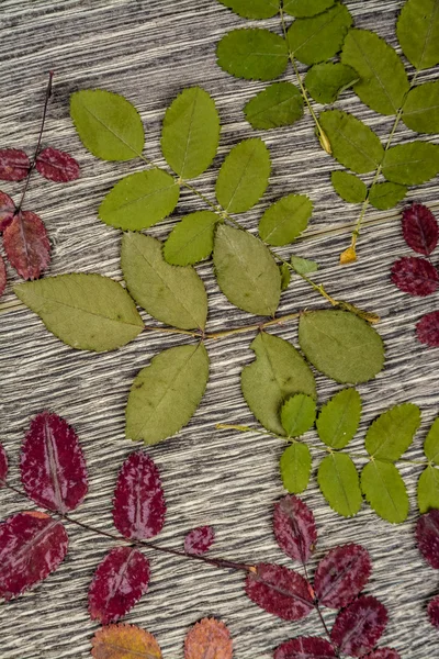 Autumnal background texture. photo of leaves on wood. — Stock Photo, Image