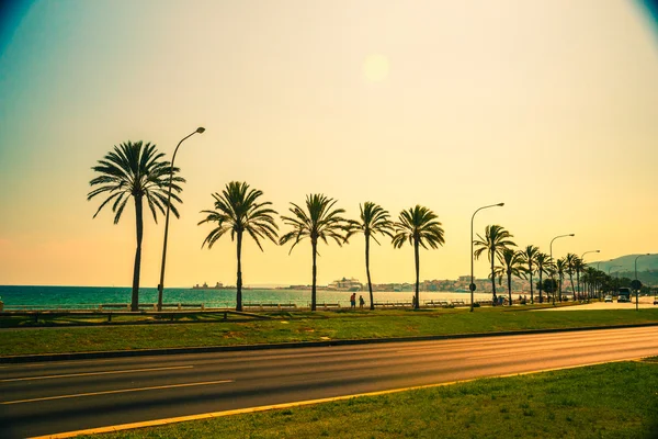 Palma de Mallorca'da sahilinde palmiye ağaçları — Stok fotoğraf