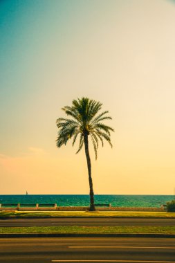 Palma de Mallorca'da sahilinde palmiye ağaçları