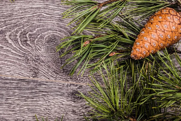 Abeto de Natal com cones — Fotografia de Stock