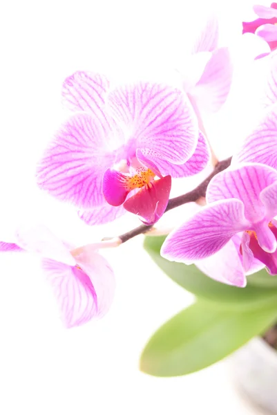 Roze orchidee in pot op witte achtergrond. — Stockfoto