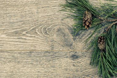 koniler ile Noel köknar ağacı