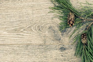 koniler ile Noel köknar ağacı