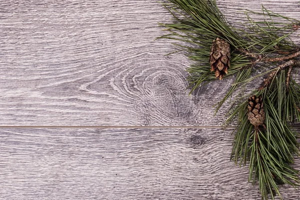Julgran Gran med kottar — Stockfoto