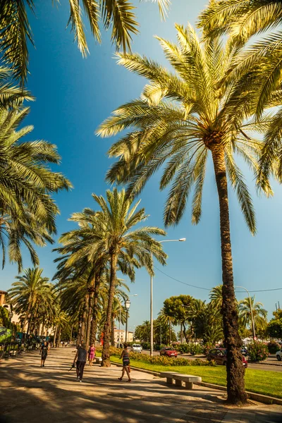 Palmiers à Palma de Majorque — Photo