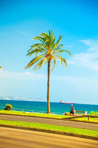 Palmer längs kusten i Palma de Mallorca — Stockfoto