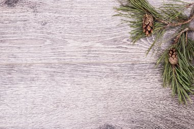 koniler ile Noel köknar ağacı