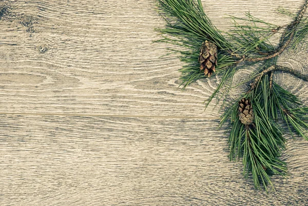Julgran Gran med kottar — Stockfoto