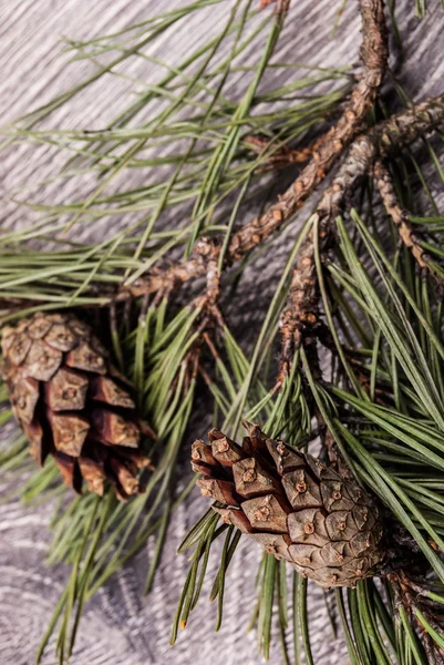 Рождественская елка с шишками — стоковое фото