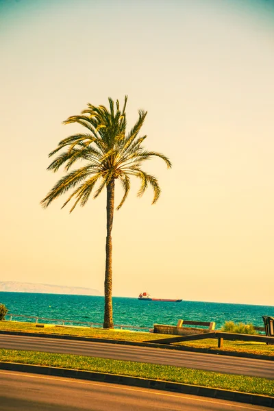 Pálmafákkal a partján, Palma de Mallorca — Stock Fotó