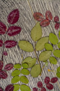 arka plan doku. tahta üzerinde yapraklar fotoğrafı.