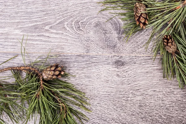 Vánoční strom jedle s kužely — Stock fotografie