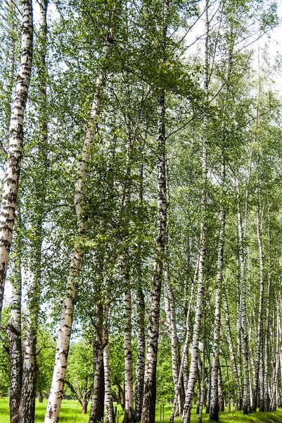 Nyír fatörzsek a parkban. — Stock Fotó