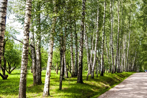 Birch trunks in the park. — Stock Photo, Image